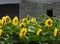 Sunflower field flowers with weathered barn in the Fingerlakes NYS