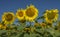 Sunflower field, in the foreground a family of smiling sunflowers