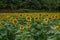 Sunflower field in full bloom