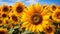 Sunflower Field in Full Bloom with golden sunlight