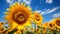 Sunflower Field in Full Bloom with golden sunlight