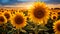 Sunflower Field in Full Bloom with golden sunlight