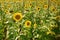 Sunflower field in good day