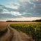 Sunflower field in the Hungarian countryside at dusk