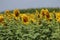 Sunflower Field in Illinois 2019 I