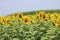 Sunflower Field in Illinois 2019 III