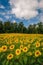 Sunflower field in Jarrettsville, Maryland