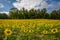 Sunflower field in Jarrettsville, Maryland