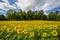 Sunflower field in Jarrettsville, Maryland