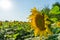 Sunflower field in july. Abundance yellow flower production for farming. Rural ecology plantation in summer. Bio industry for