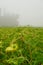 Sunflower field just before the harvest on a foggy morning