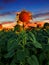 Sunflower field landscape close-up in warm evening light