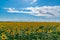 Sunflower field landscape. Sunflowers close under rainy clouds