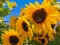 Sunflower field with large bees harvesting pollen