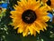 Sunflower field with large bees harvesting pollen