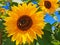 Sunflower field with large bees harvesting pollen