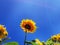 Sunflower field with large bees harvesting pollen