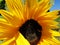 Sunflower field with large bees harvesting pollen