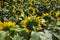 a sunflower field with a large number of sunflowers to increase the harvest of food