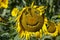 a sunflower field with a large number of sunflowers to increase the harvest of food