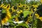 a sunflower field with a large number of sunflowers to increase the harvest of food