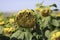 Sunflower in the field, Lower Austria, Weinviertel