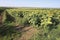 Sunflower in the field, Lower Austria, Weinviertel