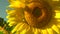 Sunflower in the field. Macro close up shot. Slow vertical panorama. The flower is illuminated by the rays of the sun