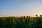 Sunflower field many flower heads yellow green agricultural field sunset dusk light