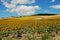 Sunflower field, Medina Sidonia, Andalusia.