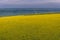 Sunflower field in Moldova