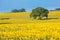 Sunflower field mountain