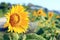 Sunflower in the field. Nature flowers background. Natural floral pattern background. Yellow flower blossom on spring or summer.