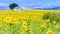 Sunflower field over cloudy blue sky