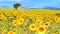 Sunflower field over cloudy blue sky