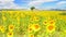 Sunflower field over cloudy blue sky