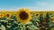 Sunflower field over cloudy blue sky, natural background, closeup