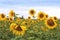 Sunflower Field at Overcast Summer Day
