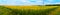 Sunflower field panorama