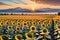 Sunflower Field at Peak Bloom, Golden Hour, Foreground Focused Sunflowers Towering Over the Viewer with Radiant Glow