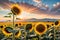 Sunflower Field at Peak Bloom, Golden Hour, Foreground Focused Sunflowers Towering Over the Viewer with Radiant Glow