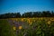 Sunflower field with phacelia, bee field