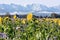 A sunflower field with phacelia plants in autumn in the Salzkammergut