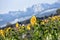 A sunflower field with phacelia plants in autumn in the Salzkammergut