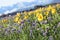 A sunflower field with phacelia plants in autumn in the Salzkammergut