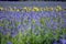 A sunflower field with phacelia plants in autumn in the Salzkammergut