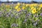 A sunflower field with phacelia plants in autumn in the Salzkammergut