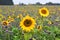 A sunflower field with phacelia plants in autumn in the Salzkammergut