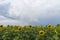 Sunflower field after the rain, rays penetrate through rain clouds