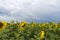 Sunflower field after the rain, rays penetrate through rain clouds